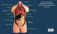 Строение Органов Человека Фото