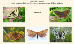 Бабочки. Часть 3