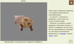 Бобр