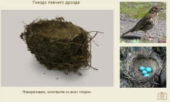 Гнездо певчего дрозда