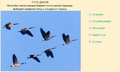 Гуси дикие