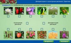 Дикорастущиe и культурные растения. Практика