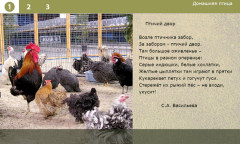 Домашняя птица