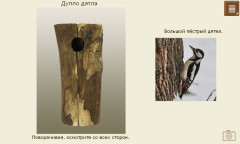 Дупло дятла