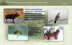 Животный мир национального парка «Бузулукский бор»