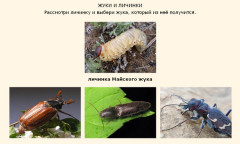 Жуки и их личинки