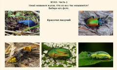 Жуки. Часть 1