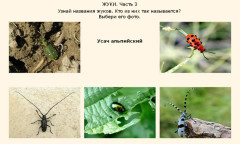 Жуки. Часть 3
