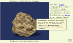 Известняк № 1 с отпечатками ракушек