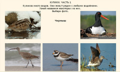 Кулики. Часть 1