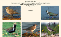 Кулики. Часть 2