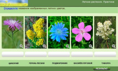 Летние растения. Практика