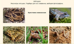 Лягушки