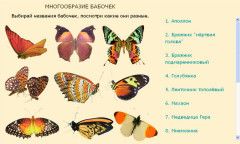 Многообразие бабочек