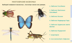 Многообразие насекомых