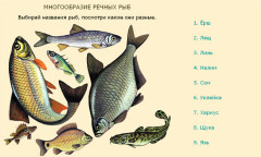 Многообразие речных рыб