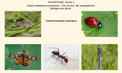 Насекомые. Часть 1
