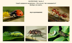 Насекомые. Часть 2