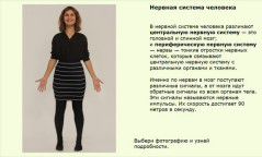Нервная система человека