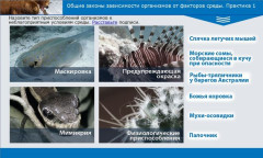Общие законы зависимости организмов от факторов среды. Практика 1