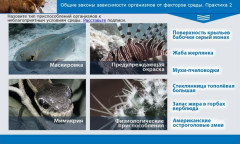 Общие законы зависимости организмов от факторов среды. Практика 2