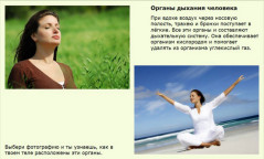 Органы дыхания человека