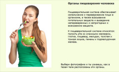 Органы пищеварения человека