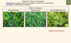Отдел моховидные. Практика № 1 для углублённого изучения