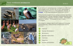 Птицы Алтайского заповедника