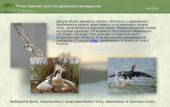 Птицы Красной книги Астраханского заповедника