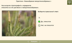 Разнообразие папоротникообразных. Практика № 1