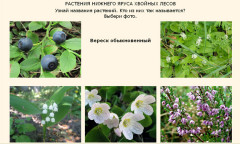 Растения нижнего яруса хвойного леса