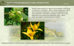 Растительный мир национального парка «Самарская Лука»
