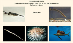 Рыбы разные бывают