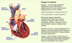 Сердце человека