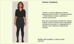 Скелет человека