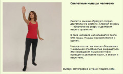 Скелетные мышцы человека