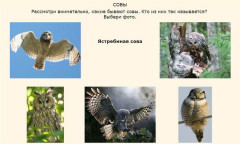 Совы