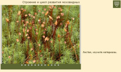 Строение и цикл развития моховидных
