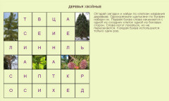 Узнаём хвойные деревья