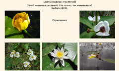 Цветы водных растений